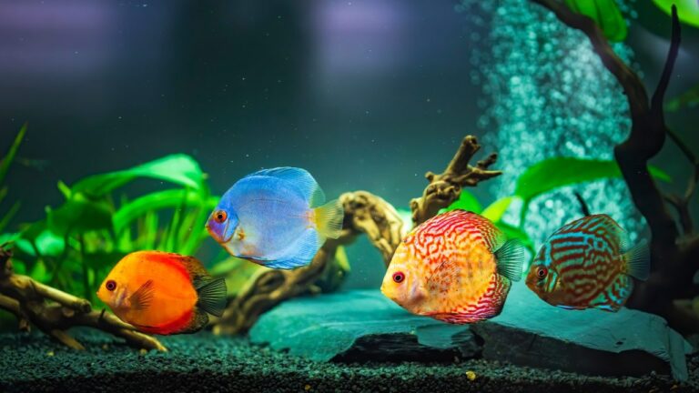 colorful fish from the spieces symphysodon discus in aquarium closeup selective focus.jpg